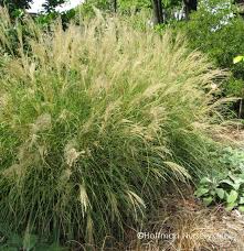 Image result for Miscanthus sinensis