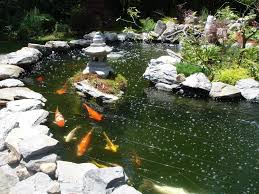 All these items are tried and true, proven to work and not just ideas from someone siting behind a desk. Our Koi And Ponds Page 11
