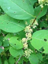 Image result for Flueggea