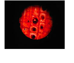 Maybe you would like to learn more about one of these? Plant Animal Cell Mitosis Microviewer Pictures