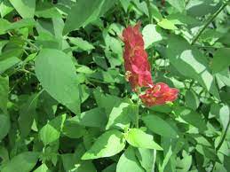 Maybe you would like to learn more about one of these? Shade Plants For Central Texas Lisa S Landscape Design