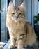 Siberian Cat Rescue - update: available Siberians ...
