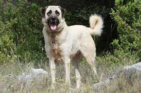Get a boxer, husky, german shepherd, pug, and more on kijiji, canada's #1 local classifieds. Anatolian Shepherd Dog Dog Breed Information