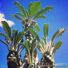 Image result for Dorstenia