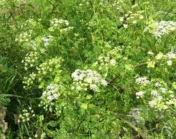 Image result for Conium