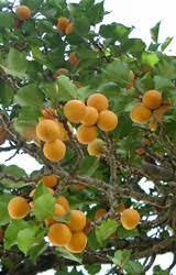 Fruit trees will not only add color and beauty to your landscape as they bear their flowers in the spring, but they will also provide you with your own fresh, delicious fruit come autumn. Small Fruit Crops For The Backyard University Of Illinois Extension
