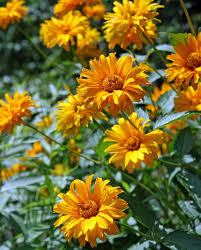 Sonnenauge Sonnenauge Blumenbeet Anlegen Pflanzen