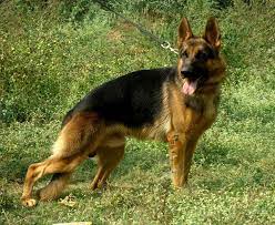 Find the perfect alsatian dog german shepherd stock photo. German Shepherd German Shepherd Price In India German Shepherd Puppy For Sale In Bhillai India German Shepherd Puppies German Shepherd Dogs Shepherd Puppies