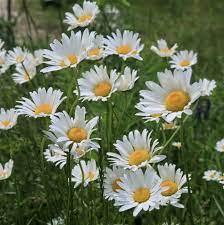 Buy Leucanthemum Superbum Silberprinzessche Order online at Gardencentre  Koeman