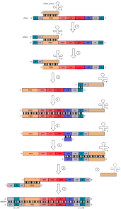 Abbreviation for complementary dna, sometimes used as copy dna. Retroviruses Double Stranded Rna Viruses Boundless Microbiology