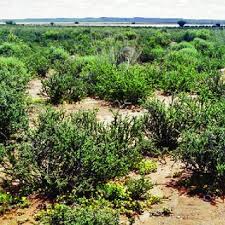 Image result for Salsola rabieana
