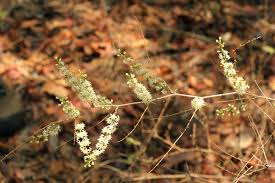 Image result for Asparagus laricinus