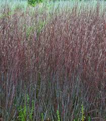 Image result for Schizachyrium