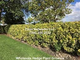Arboricola Trinette Hedge Plants Plants Hedges Growers