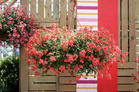 Image result for ostruhatka