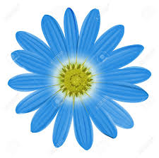 A Blue Flower On A White Background Royalty Free Cliparts, Vectors ...