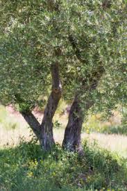 Une Olive En Provence My Stylish French Box