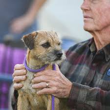 Image result for border teriér