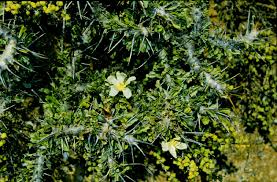 Image result for Satyrium crassicaule