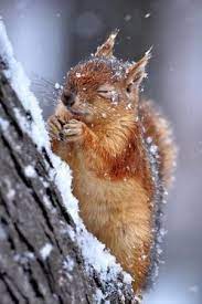 Cute Animals Together Nature Animals Animals Beautiful Cute Animals