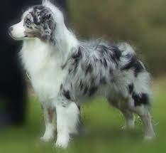 Maybe you would like to learn more about one of these? Miniature Australian Shepherd Registered Miniature Australian Shepherd Puppies In Embro Ontariof Aussie Dogs Australian Shepherd Australian Shepherd Puppies