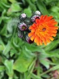 Aloe vera (aloe barbadensis) they love to be placed directly under the sun. Fox And Cubs Plugs Pilosella Aurantiaca Uk Delivery Naturescape