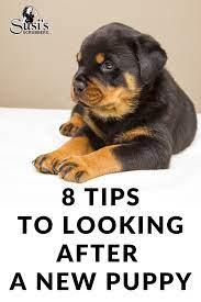8 Tips To Looking After A New Puppy New Puppy Puppies Puppy Care