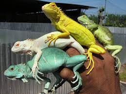 Two Normal Iguana And Two Albino The Two In The Middle Are Albino Although One Is Not White How Can That Be The Yellow Albino Animals Cute Reptiles Reptiles