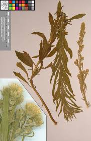 Image result for Erigeron sumatrensis