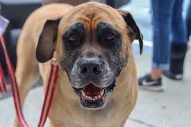 Jun 19, 2021 · the pantry also offers spay and neuter vouchers, offers emergency medical assistance, has a bereavement fund, and helps veterans pay for the cost of obtaining a companion dog. Save Ohio Pets Free Spay And Neuter Clinic Vet Care In Columbus Ohio