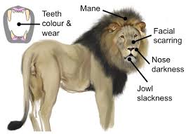 train yourself aging the african lion