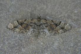 Image result for Eupithecia lanceata