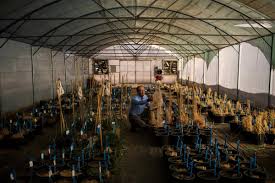 Here at 10buds, we are praying for the world during this crisis. Ipbes On Twitter Seed Banks Important Repositories Of Biodiversity Nytimes Story About Ali Shehadeh A Syrian Seed Hunter Https T Co 34dxrkwcvm Https T Co 2lqpgyxxc6