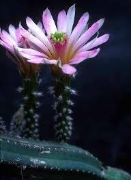 Image result for Searsia anchietae