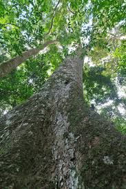 Image result for Khaya anthotheca