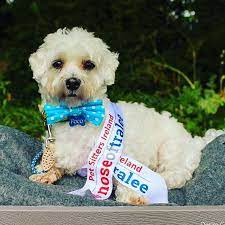 Please measure your dog's neck girth, and leave room to tie out. Homepage Dimples Dogbandanas Com