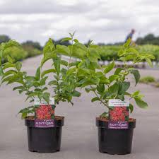 Check spelling or type a new query. Heptacodium Miconioides Tianshan Buy Plants At Coolplants
