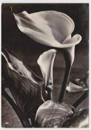Bianco e nero foto e immagini. 1950 Calle Ballerini Fratini Foto Cartolina D Epoca Fiori In Bianco E Nero Ebay