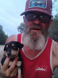 Kelpie puppy behavior