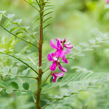 Image result for Indigofera emarginella
