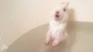 Tiny bunny cute baby bunnies cute easter bunny cute little animals cute funny animals cute pets dwarf rabbit pet rabbit rabbit duck. Bunny Baths Can Be Deadly The Dodo Youtube