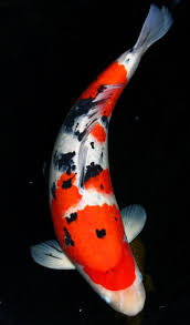 Ikan adalah kelompok vertebrata akuatik yang hidup di air dan bernafas (mendapatkan oksigen) dengan insang. 20 Jenis Ikan Koi Beserta Gambar Dan Harganya Terlengkap