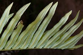 Image result for Blechnum tabulare