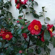 1 and 2 in room 101 of the casa del prado at balboa park. San Francisco Peninsula Camellia Society Facebook
