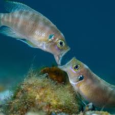 Image result for Mystacidium tanganyikense