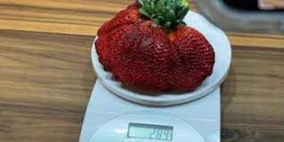 Strawberries (fragaria ananassa) are a widely grown hybrid of the fragaria genus. The Largest Garden Strawberry Weighs 290g