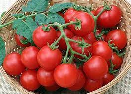 Husky cherry red tomato height. Variety Large Red Cherry Date To Maturity 70 75 Days Plant Habit Indeterminate Big Yields Of Very Flavo Cherry Tomato Plant Tomato Growers Tomato Seeds