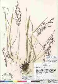 Image result for Agrostis continuata