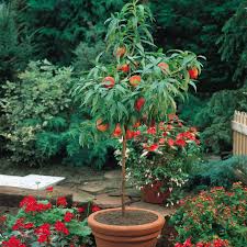When the canopy is too full, inner branches and lower branches are blocked from sunlight. 18 Fast Growing Fruit Trees And Vegetables For Your Home Garden The Self Sufficient Living
