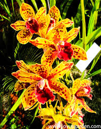 Orchids in this genus are epiphytic, lithophytic. Cymbidium Orchid Care